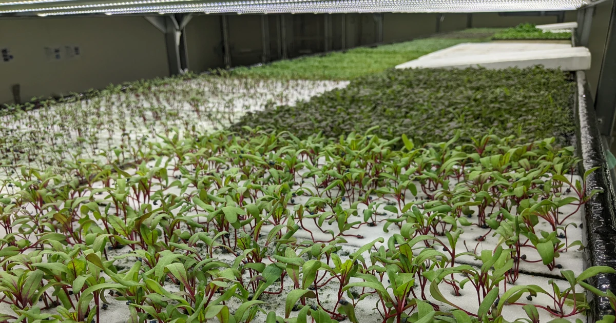 植物工場内の栽培エリア