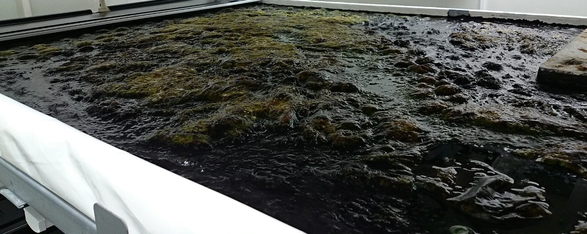 1ヶ月放置した培養ベッド — 藻が繁殖した水面