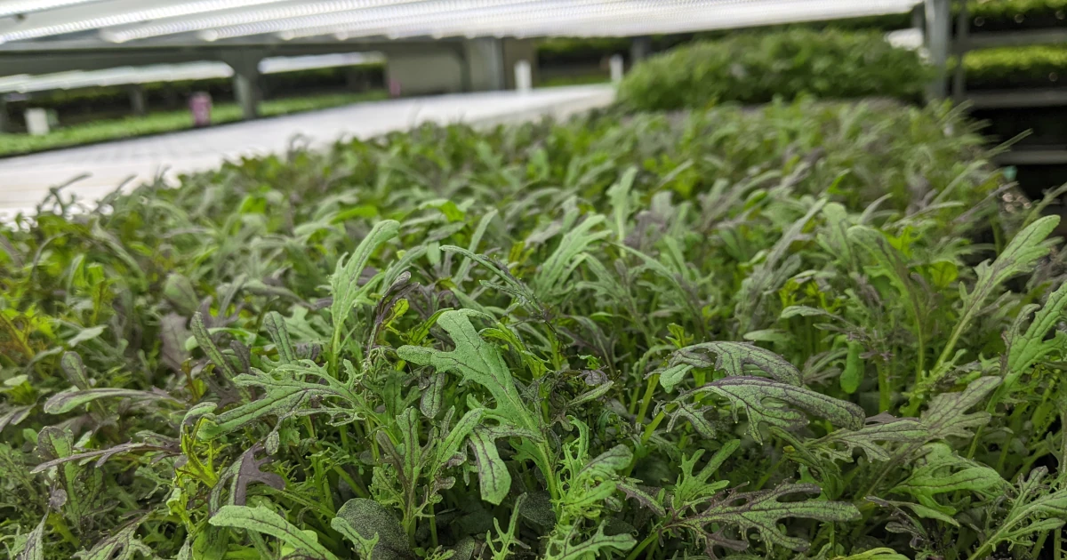 植物工場で栽培される多品種のベビーリーフ