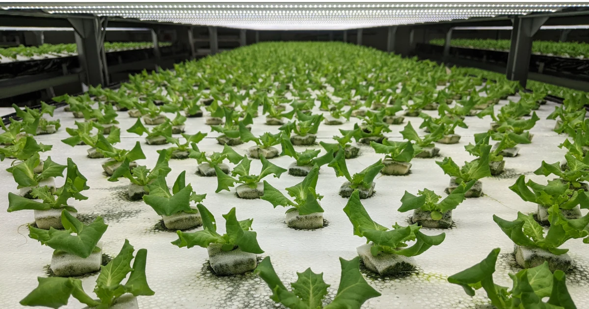 植物工場の湿度管理イメージ