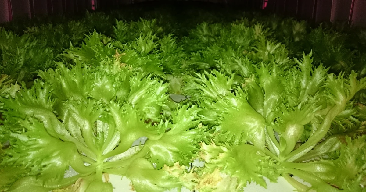 植物工場内のフリルレタス — 密植栽培の状態