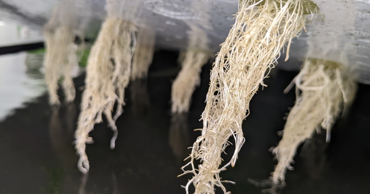 水耕栽培の根のクローズアップ — 健全な白い根が水中に広がる状態