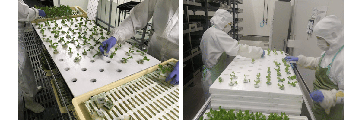 定植パネルへの苗のセットと作業風景