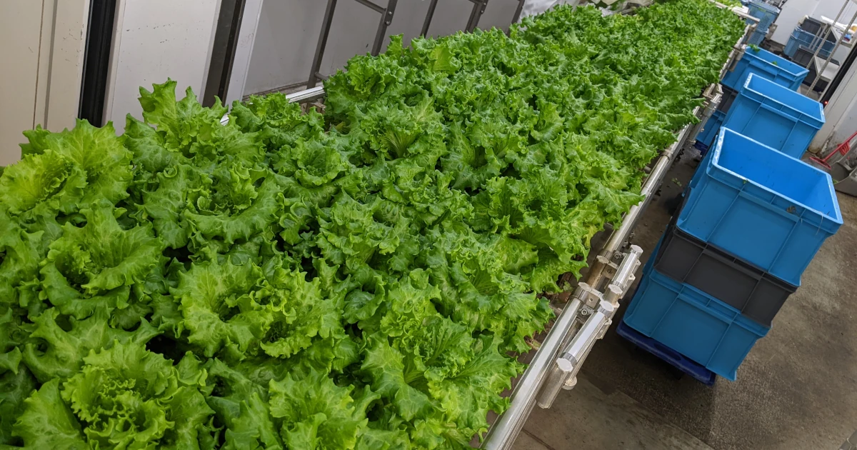 収穫前のレタス — 植物工場の生産現場