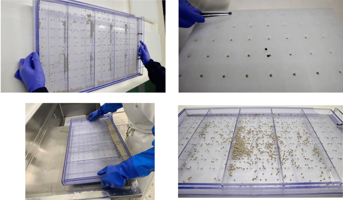 播種作業の工程 — 播種器への種入れからウレタンへの落下まで