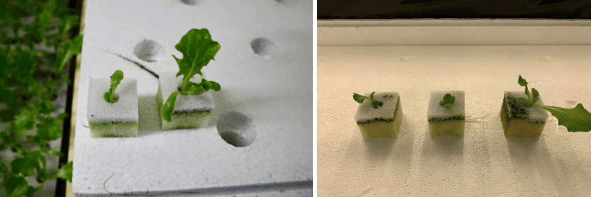 定植前の苗をスポンジに挿す選別作業