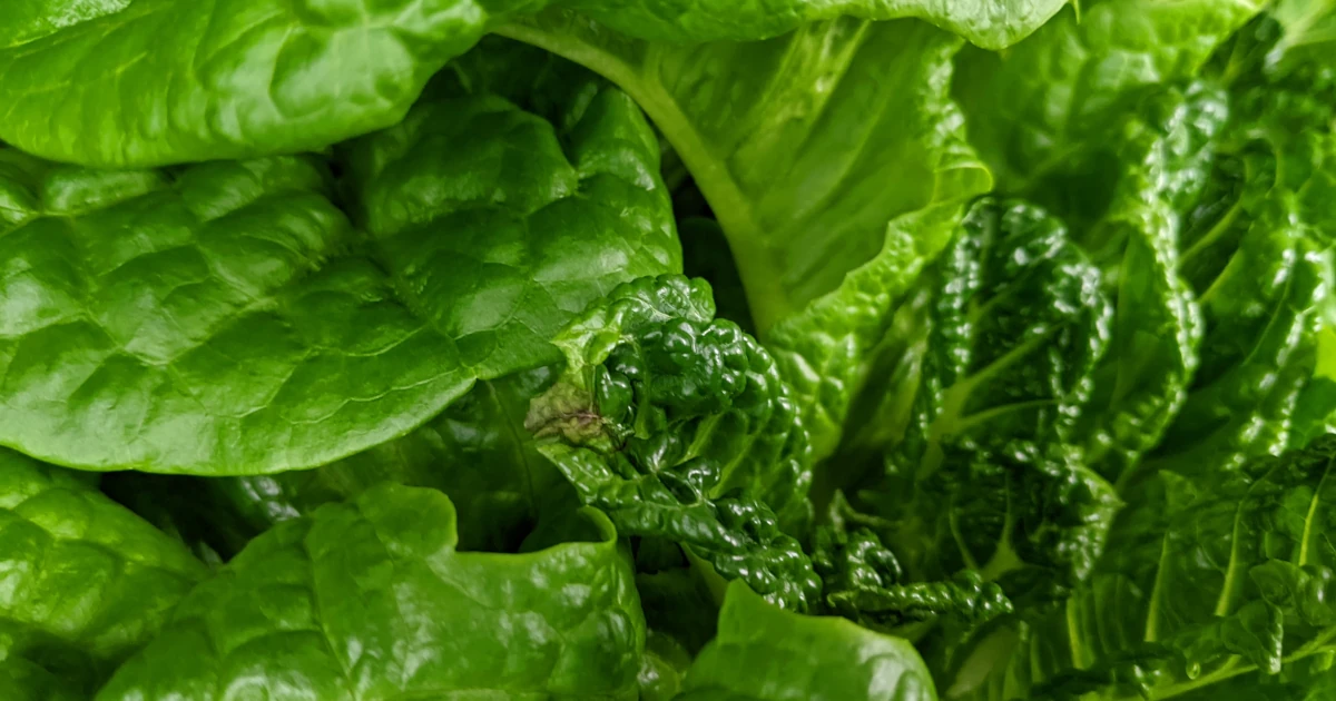 チップバーンが発生したレタス — 葉先が褐変している