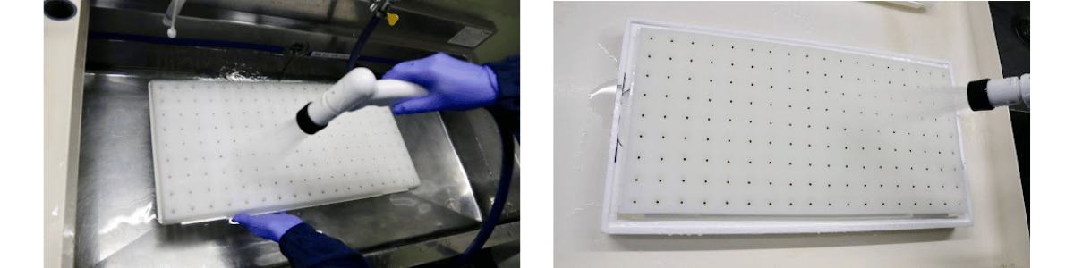 散水工程 — トレイの洗浄と培地への散水