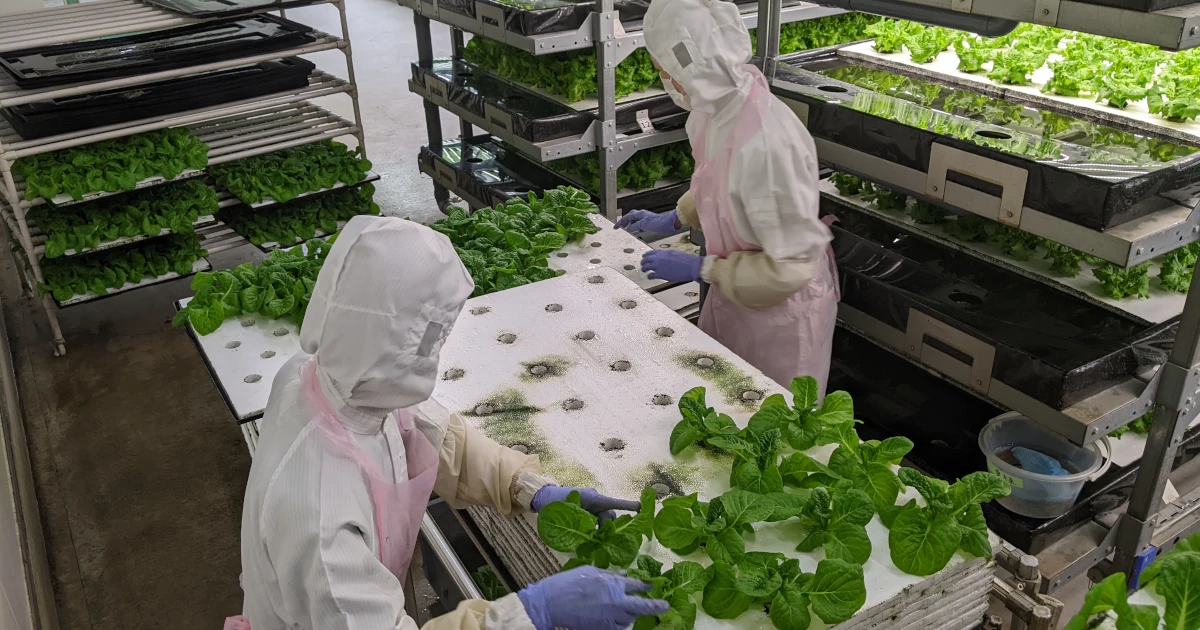 クリーンスーツを着用した作業者による定植作業