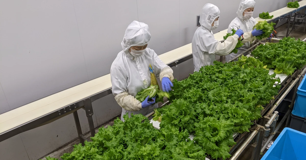 クリーンスーツ着用の作業者によるレタスの選別・出荷作業
